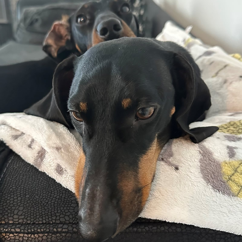 Monty & Milo ( The company Sausages), 